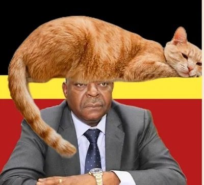 Marco nhunga um gato b ebado